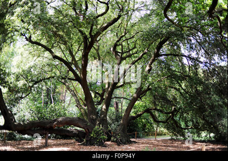 Il leccio (Quercus ilex) è oltre 450 anni a Fulham Palace Gardens a Londra Foto Stock