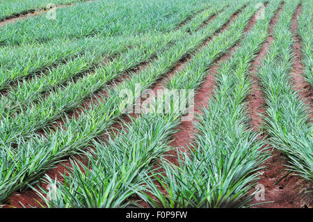 Campo di ananas che mostra la fila di piante in campagna di Panama Foto Stock