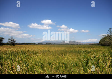 Campo di riso con le montagne sullo sfondo e un cielo blu Foto Stock