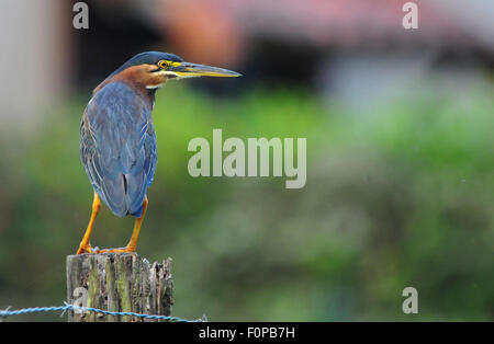 Bella e verde Heron (Butorides virescens) arroccato su di un palo da recinzione Foto Stock