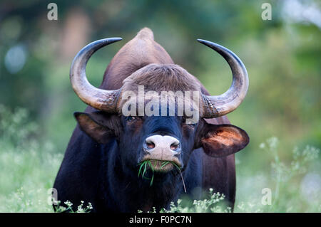 Indiano maschio Guar (Bos gaurus ) in Nagarhole national park in India Foto Stock