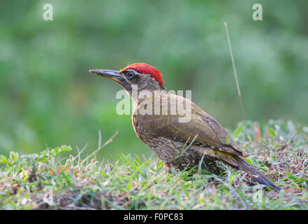 Streak throated Picchio ( Picus xanthopygaeus ) in Nagarhole national park , India Foto Stock