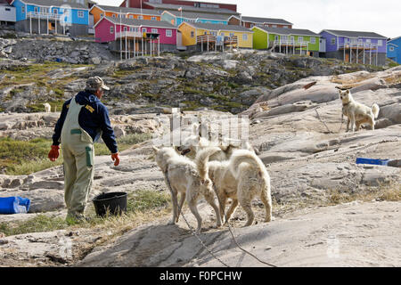 Uomo di alimentazione cani da slitta, Ilulissat, Groenlandia occidentale Foto Stock