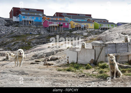 Scatola colorata e groenlandese cani da slitta, Ilulissat, Groenlandia occidentale Foto Stock