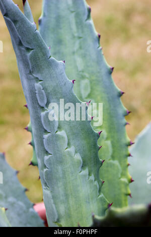 Marchi impressi nel fogliame di Agave americana nel strettamente compressi rosette rimangono come le foglie allungare e matura Foto Stock