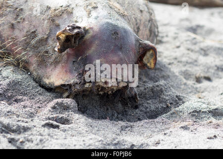 Morto un maiale è in spiaggia Foto Stock