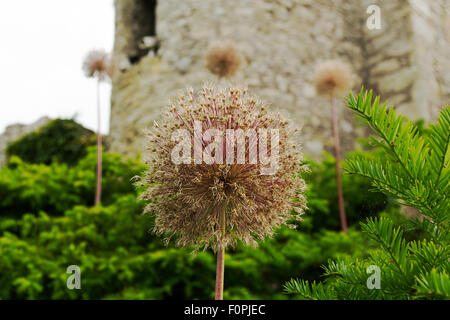 Questo è un impianto che circonda il Castello di Blarney in Irlanda. Foto Stock