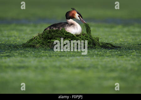 Svasso maggiore (Podiceps cristatus) sul verde nido di erbaccia disponendo il materiale nido. Immagine presa sul Forfar Loch Angus, Scozia. Foto Stock