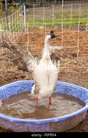 Domestico oca cigno di balneazione in una piscina per bambini, nel Garofano, Washington, Stati Uniti d'America Foto Stock