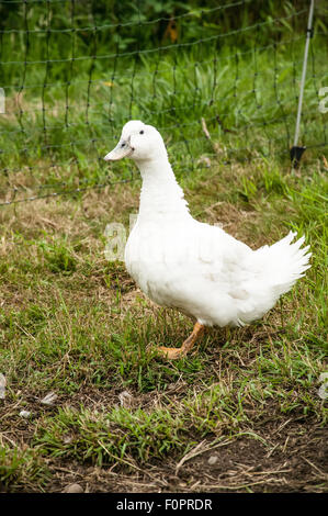 Aylesbury duck in corrispondenza di una piccola fattoria urbana nel Garofano, Washington, Stati Uniti d'America Foto Stock