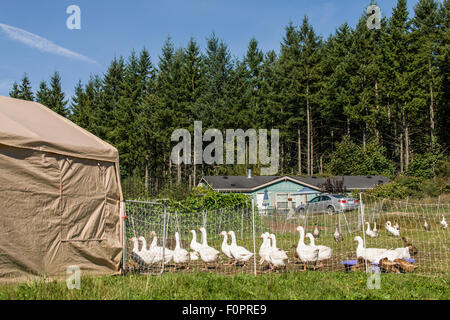 Emden oche e anatre di Campbell di entrare nel loro rifugio di pollame per ottenere un po' di cibo nel Garofano, Washington, Stati Uniti d'America. Foto Stock