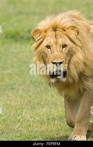 Leone maschio passeggiate nel Parco Nazionale del Serengeti, Tanzania Africa Foto Stock