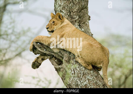 Leonessa appollaiato in un albero, la scansione per il rilevamento di prede nel Serengeti area della Tanzania, Africa Foto Stock