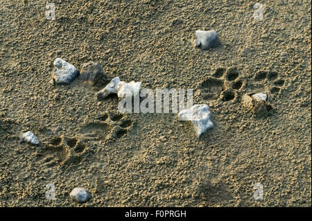 Lion impronte sulla spiaggia nel Serengeti area della Tanzania, Africa Foto Stock