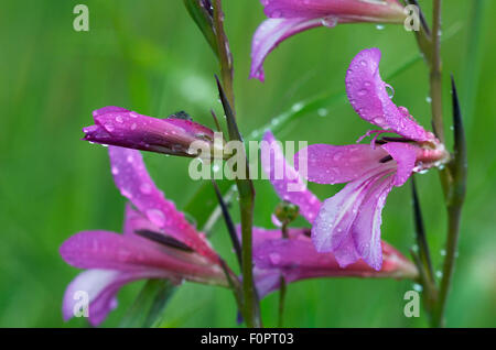 Campo gladiolus (Gladiolus italicus) fiori coperti di gocce di pioggia, Limassol, Cipro, Aprile 2009 Foto Stock