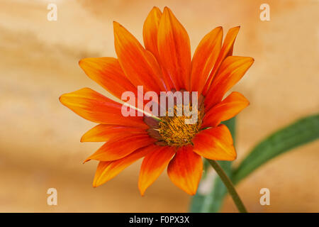 Gazania fiore in uno sfondo colorato Foto Stock