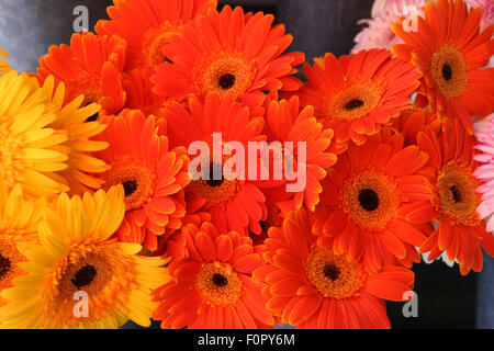 Arancione, giallo e rosa Gerber margherite Foto Stock