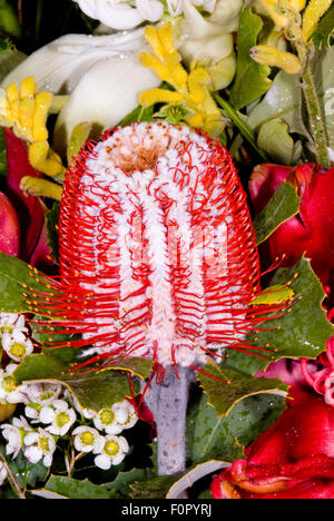 SCARLET BANKSIA (BANKSIA COCCINEA) fiori tra i fiori selvatici assortiti, MT TOMAH, Sydney, NSW, Australia Foto Stock