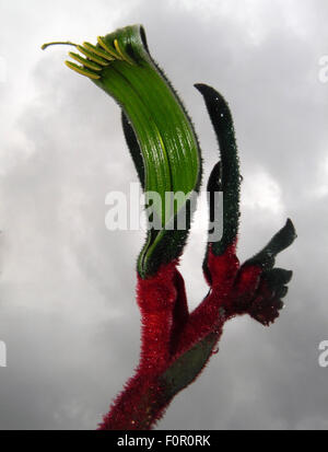 Perth, Western Australia, 20 AGO 2015: Stormy tardo inverno meteo araldi di un fantastico display di primavera di fiori selvatici unici - come questi primi-blooming rosso-verde zampe di canguro (Anigozanthos manglesii), il membro emblema floreali - in tutta la regione nelle prossime settimane. Viaggi di turisti provenienti da tutto il mondo a visualizzare questo straordinario spettacolo della molla in uno del mondo hotspots della biodiversità vegetale. Credito: Suzanne lunghe/Alamy Live News Foto Stock