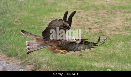 Aquilone rosso volando a bassa quota sopra la alimentazione di motivi di Gigrin Agriturismo vicino a Rhayader. Foto Stock