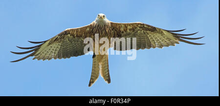 Nibbio reale Milvus milvus volare nel cielo sopra la campagna Gallese Foto Stock