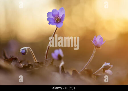 Liverwort (Anemone hepatica), retroilluminato, Turingia, Germania Foto Stock