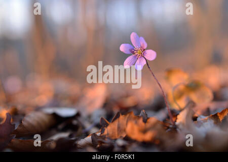 Liverwort (Anemone hepatica) tra foglie di faggio (Fagus sp.), Turingia, Germania Foto Stock