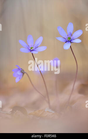 Liverwort (Anemone hepatica) tra foglie di faggio (Fagus sp.), Turingia, Germania Foto Stock