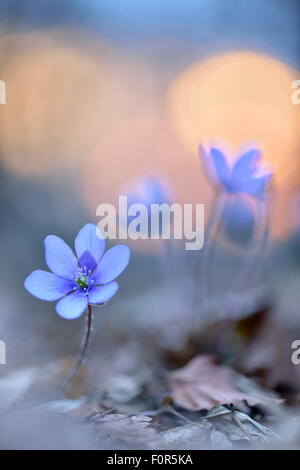 Liverwort (Anemone hepatica) nella luce della sera, Turingia, Germania Foto Stock