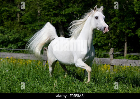 Thoroughbred Arabian Horse, bianco, trotto in un prato Foto Stock