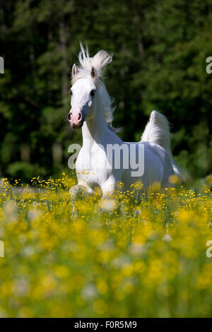Thoroughbred Arabian Horse, bianco, al galoppo in un prato con fiori di colore giallo Foto Stock