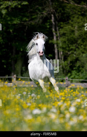 Thoroughbred Arabian Horse, bianco, al galoppo in un prato con fiori di colore giallo Foto Stock