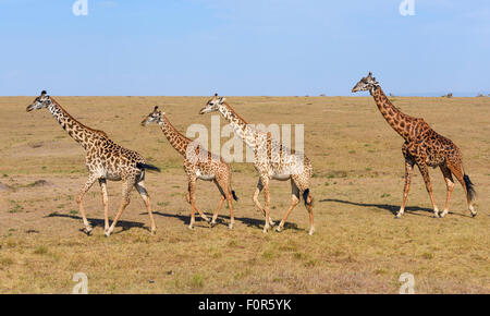 Il Savannah con Masai giraffe (Giraffa camelopardalis), il Masai Mara riserva nazionale, Narok County, Kenya Foto Stock