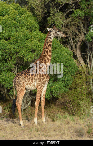 Masai giraffe (Giraffa camelopardalis) nella parte anteriore di boccole, il Masai Mara riserva nazionale, Narok County, Kenya Foto Stock