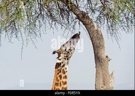 Masai giraffe (Giraffa camelopardalis) alimentazione su un grande albero di acacia, il Masai Mara riserva nazionale, Narok County, Kenya Foto Stock