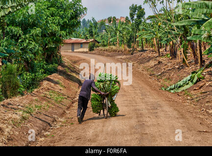 Banana bicicletta, Bunyaruguru cratere laghi Regione, Uganda, Africa Foto Stock