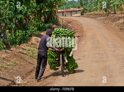 Banana bicicletta, Bunyaruguru cratere laghi Regione, Uganda, Africa Foto Stock