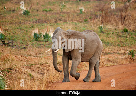 Bush africano Elefante, Loxodonta africana, Murchison Falls National Park, Uganda, Africa Foto Stock