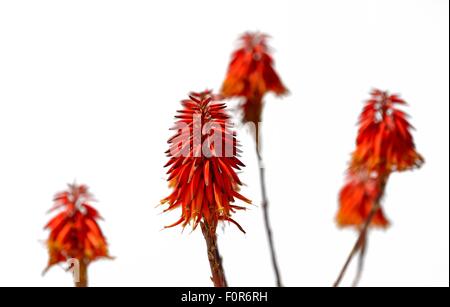 Un aloe vera impianto su un bianco di sfondo per studio Foto Stock