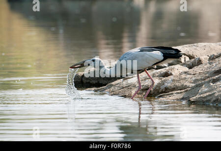 Asian Openbill ( Anastomus oscitans )in Ranganthitoo Bird Sanctuary, India Foto Stock