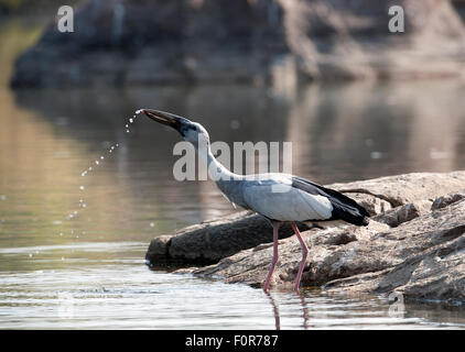 Asian Openbill ( Anastomus oscitans )in Ranganthitoo Bird Sanctuary, India Foto Stock