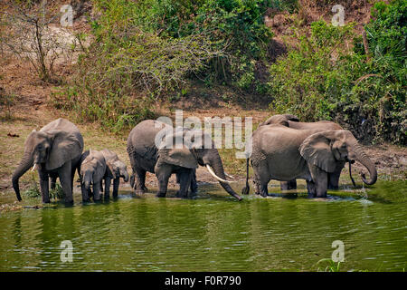 Allevamento di bush Africano elefanti, Loxodonta africana, Canale Kazinga, Queen Elizabeth National Park, Uganda, Africa Foto Stock