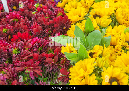 Telaio riempito con girasoli giallo e rosa Dalie Foto Stock
