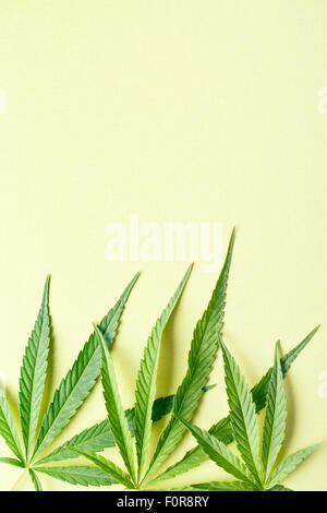 Foglie di cannabis su sfondo giallo Foto Stock