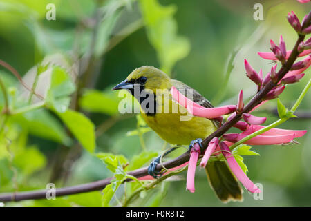 Orchard Rigogolo - immaturi di alimentazione maschio sui fiori ittero spurius costa del Golfo del Texas, Stati Uniti d'America BI027211 Foto Stock