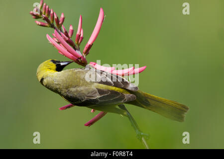 Orchard Rigogolo - immaturi di alimentazione maschio sui fiori ittero spurius costa del Golfo del Texas, Stati Uniti d'America BI027212 Foto Stock