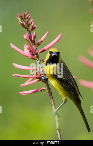 Orchard Rigogolo - immaturi di alimentazione maschio sui fiori ittero spurius costa del Golfo del Texas, Stati Uniti d'America BI027213 Foto Stock