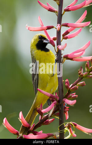 Orchard Rigogolo - immaturi di alimentazione maschio sui fiori ittero spurius costa del Golfo del Texas, Stati Uniti d'America BI027215 Foto Stock