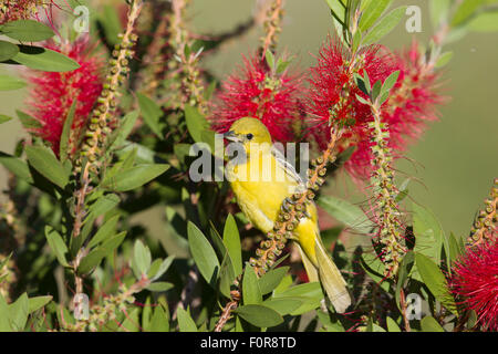 Orchard Rigogolo - immaturi di alimentazione maschio su scovolino da bottiglia fiori ittero spurius costa del Golfo del Texas, Stati Uniti d'America BI027220 Foto Stock