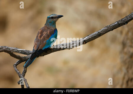 Rullo comune (Coracias garrulus) sul ramo, Bagerova steppa, penisola di Kerch, Crimea, Ucraina, Luglio 2009 Foto Stock